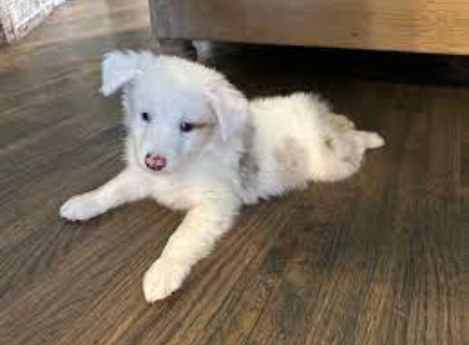 Training a Deaf or Blind Pug