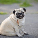 Reader Pug of the Month Feature