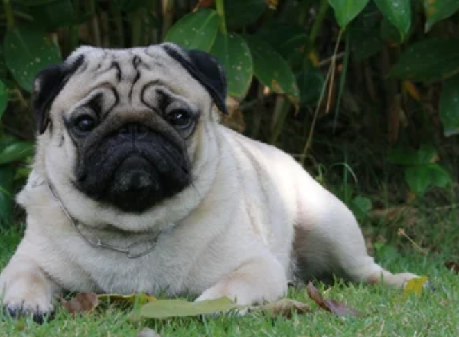 Reader Pug of the Month Feature
