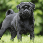 ethical breeding of pugs