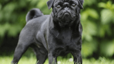 ethical breeding of pugs