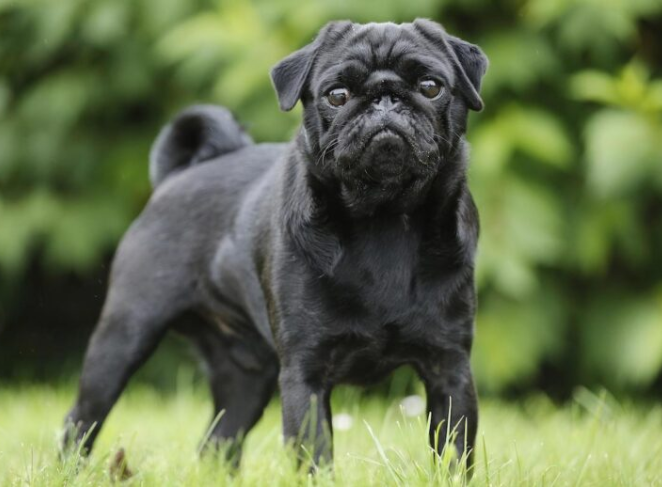 ethical breeding of pugs