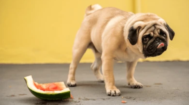 digestion during stomach illness