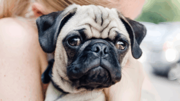 Illness in Your Pug