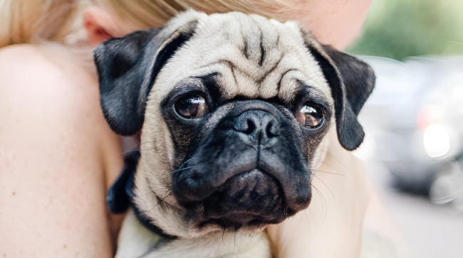 Illness in Your Pug