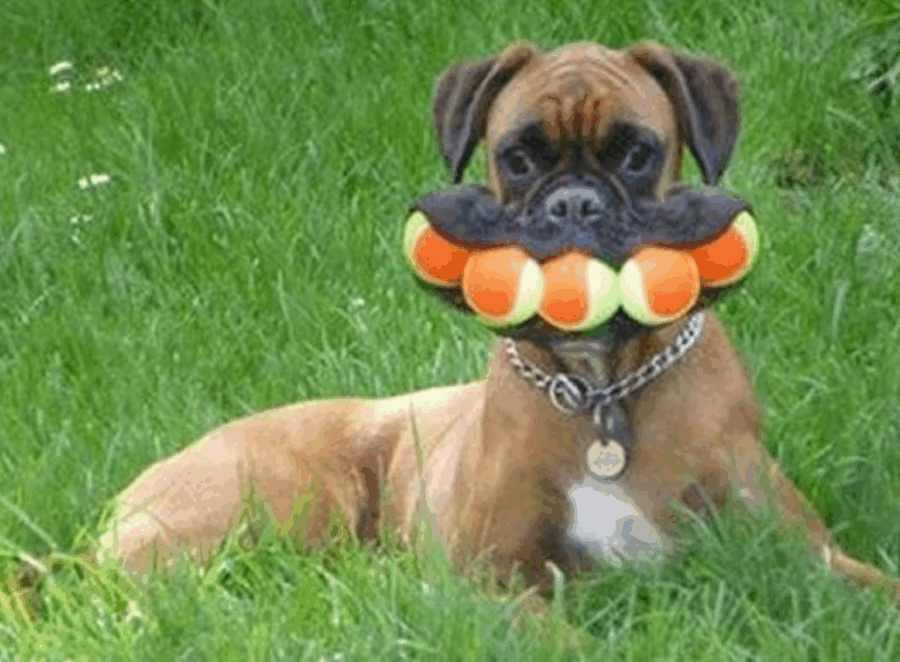 Funny Things My Pug Has Done