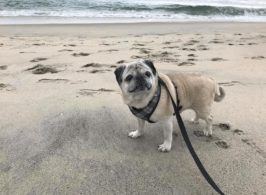 Psychology of the Pug Grumble