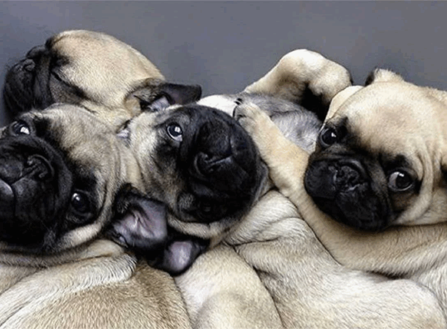 Psychology of the Pug Grumble