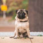 Supplements for Pug Joint Health