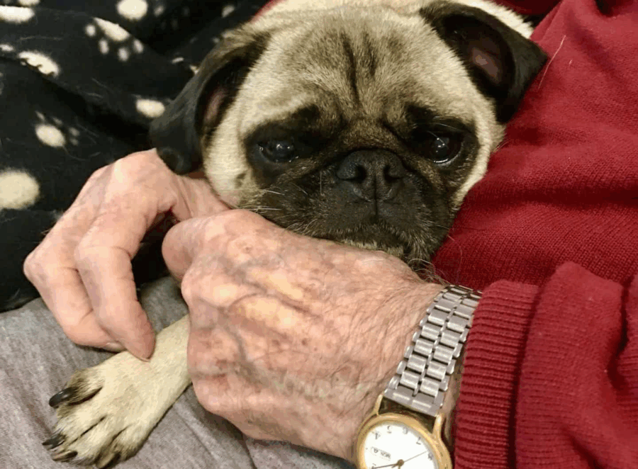 Pugs as Therapy Dogs 