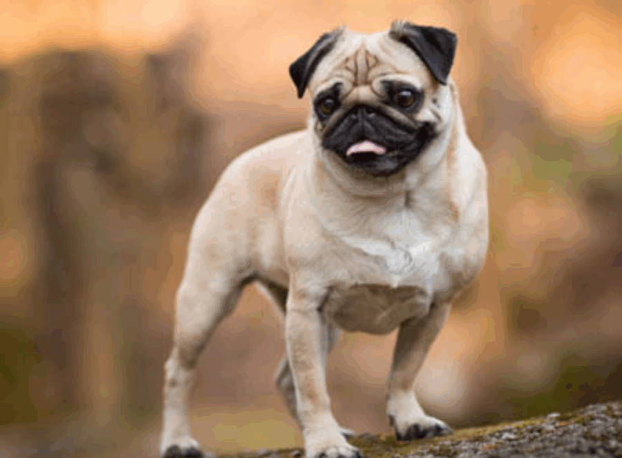 Day in the Life of a Pug