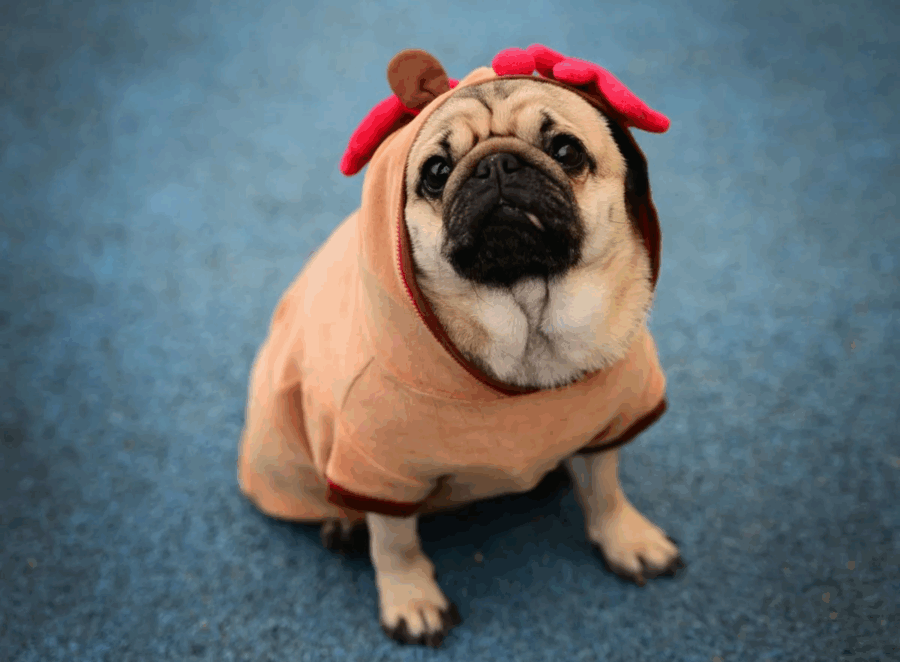 Pugs as Therapy Dogs 