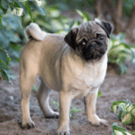 Signs of Allergies in Pugs