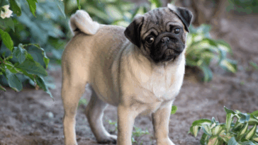Signs of Allergies in Pugs