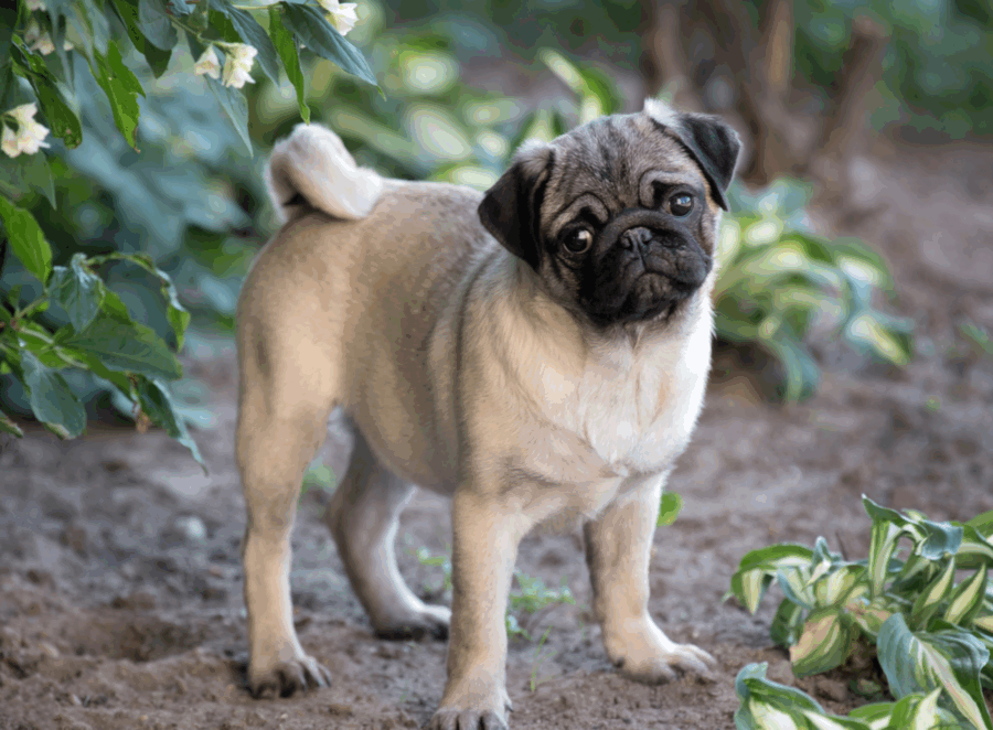 Joint Support for Senior Pugs