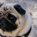 Pugs as Therapy Dogs