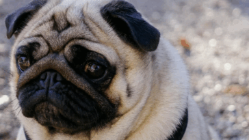 Pugs as Therapy Dogs