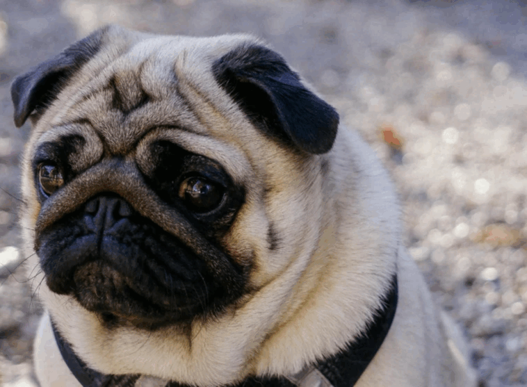 Pugs as Therapy Dogs