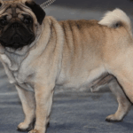 ethical breeding of pugs