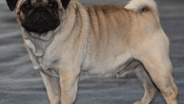 ethical breeding of pugs