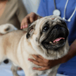 Testimonial Disease in Pugs