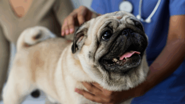 Testimonial Disease in Pugs