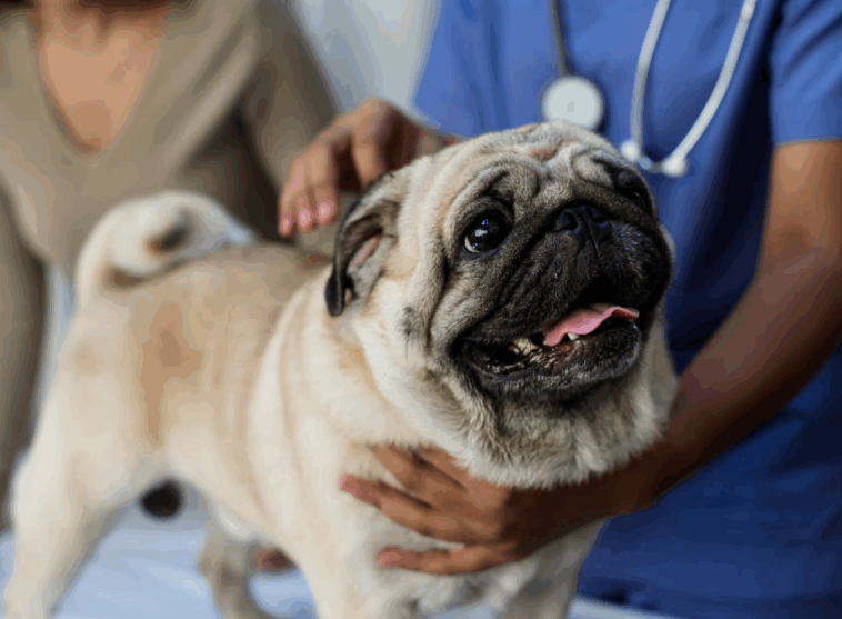 Testimonial Disease in Pugs