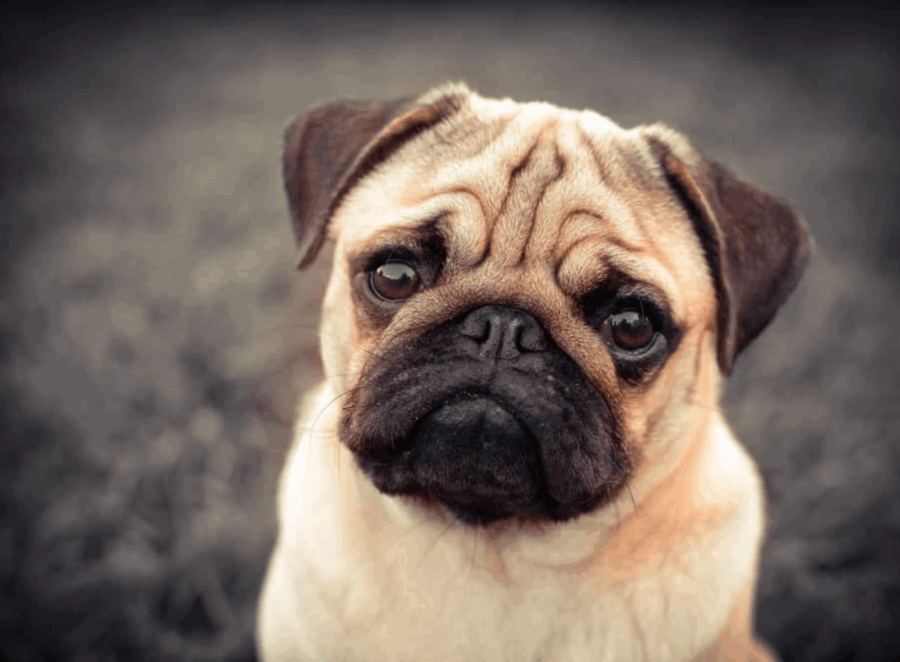 Testimonial Disease in Pugs