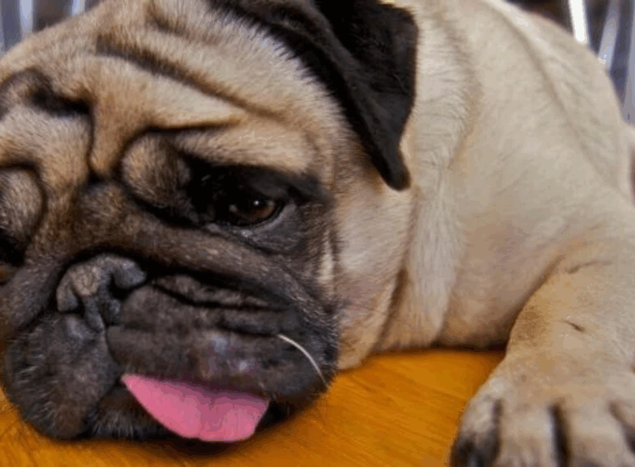 Testimonial Disease in Pugs