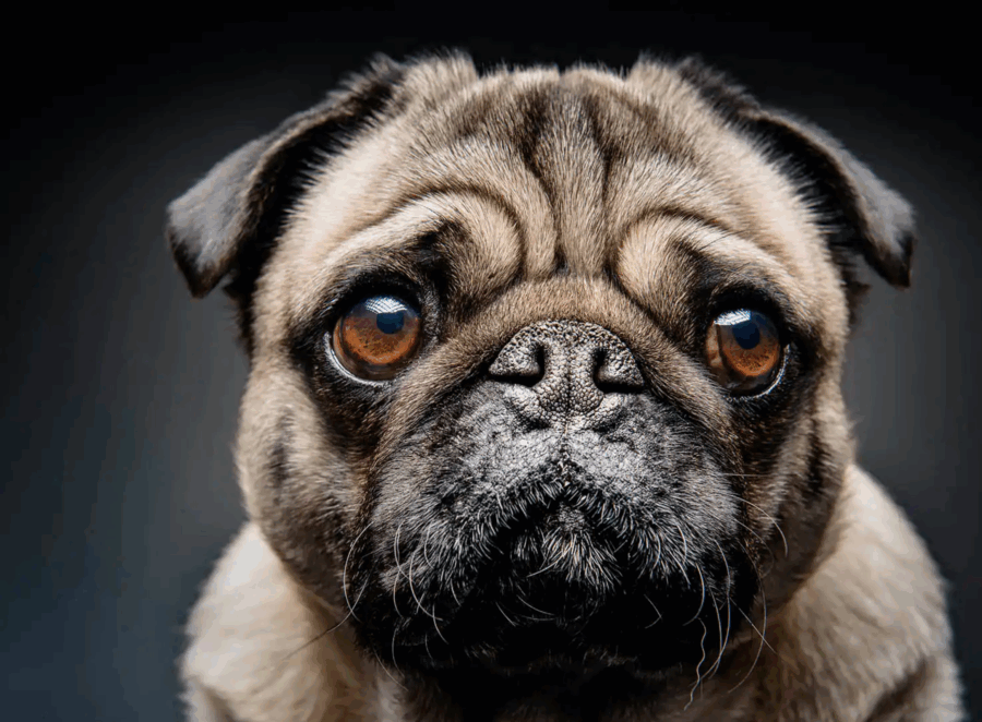 ethical breeding of pugs