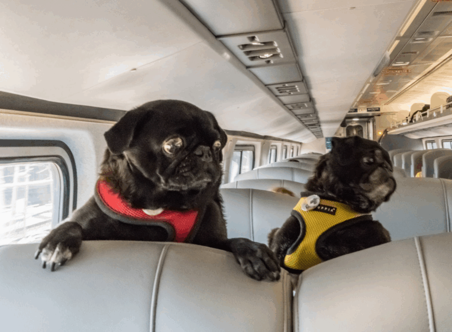 traveling with your pugs