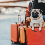 traveling with your pugs