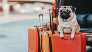 traveling with your pugs