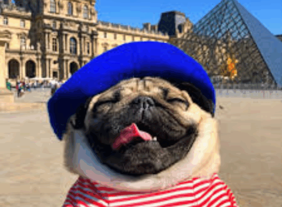 traveling with your pugs