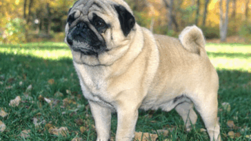 How To Start A Pug Instagram Account