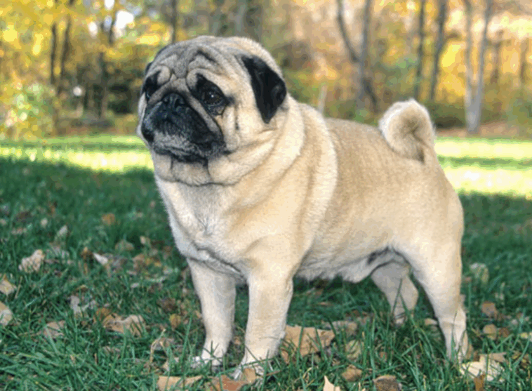 How To Start A Pug Instagram Account