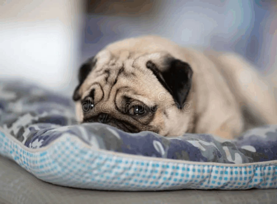 optimizing pugs comfort
