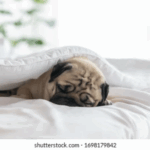 optimizing pugs comfort