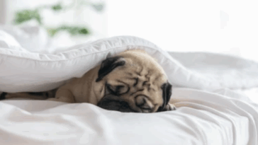 optimizing pugs comfort