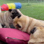 Psychology of the Pug Grumble