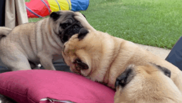 Psychology of the Pug Grumble