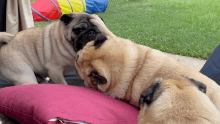 Psychology of the Pug Grumble