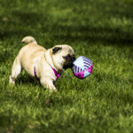 Games to Play With Your Pug at Home
