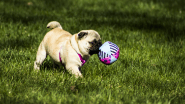 Games to Play With Your Pug at Home