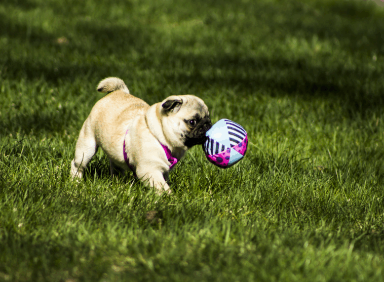 Games to Play With Your Pug at Home