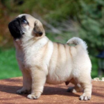 Baby Pug