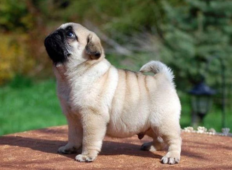 Baby Pug