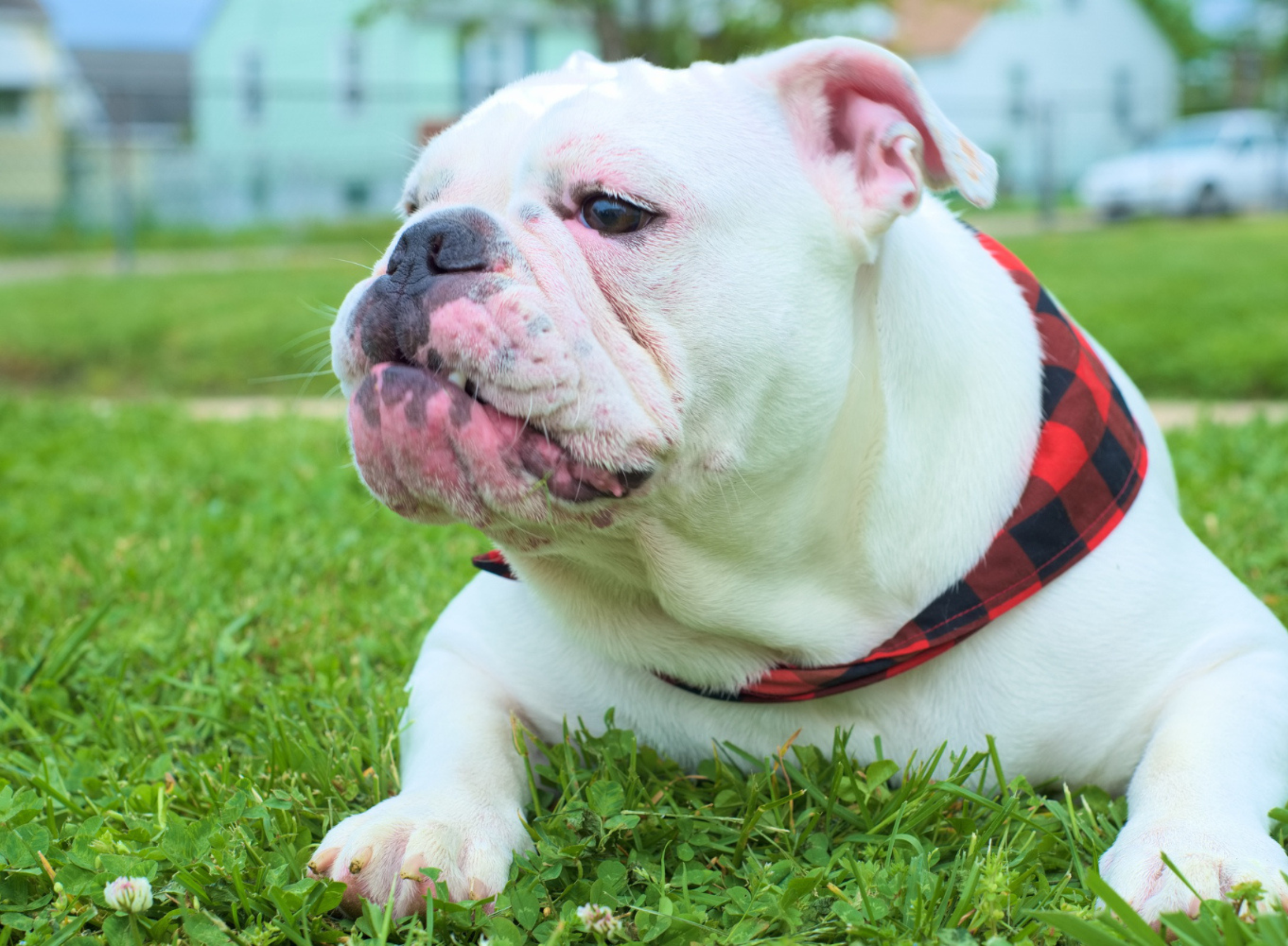 Dog's Healthy Weight