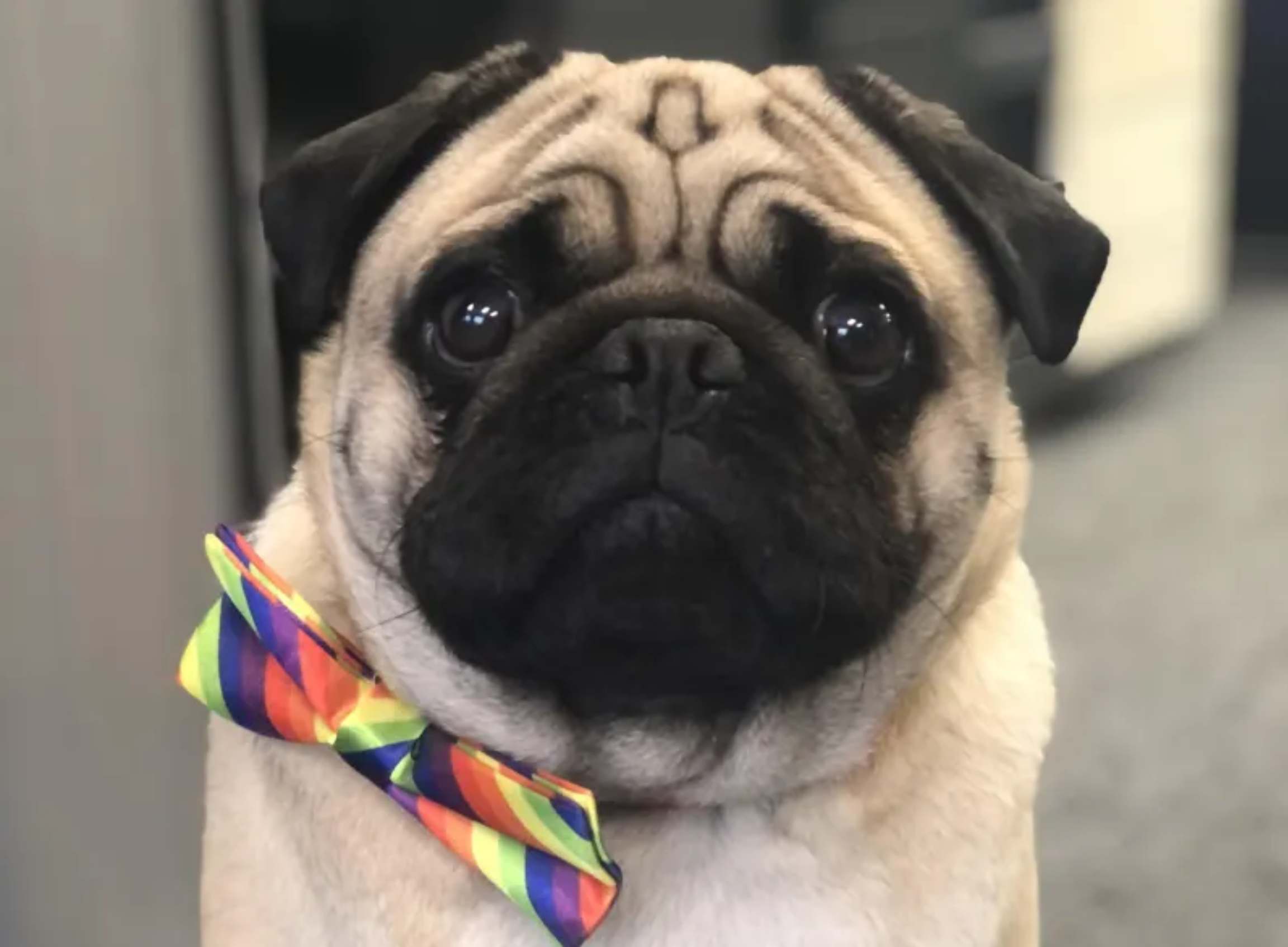 Doug the Pug