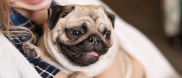 Hypoallergenic Pugs